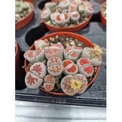Живи Кмъчета (микс)