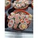 Lithops spp mix