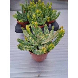 Сукулент Huernia Zebrina