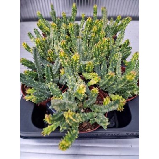 (Сукулент Huernia Zebrina) Резник