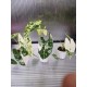 Алоказия Вариегатна Alocasia Frydek Variegata