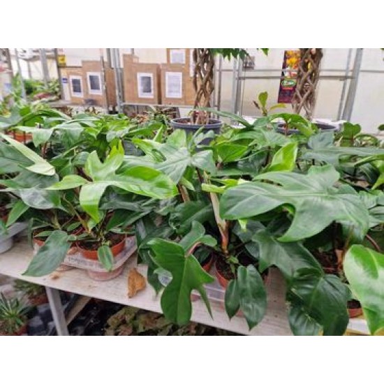 Philodendron Florida