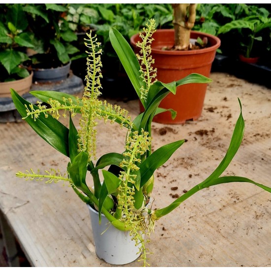 Orchid Liparis