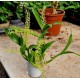 Orchid Liparis