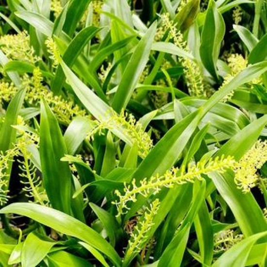 Orchid Liparis