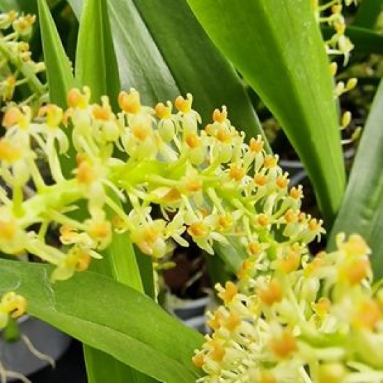 Orchid Liparis