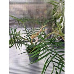 Philodendron Tortum Good Luck