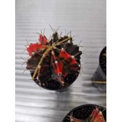 Японски шарен кактус