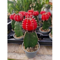 Red Japanese Cactus