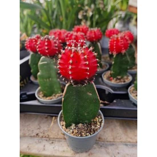 Red Japanese Cactus