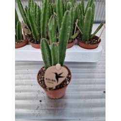 Стапелия (Stapelia leendertziae)