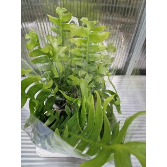 Епифилум Chrysocardium