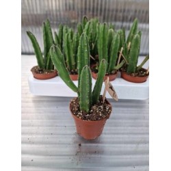 Стапелия (Stapelia leendertziae)