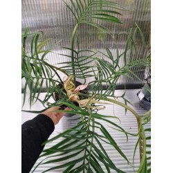 Philodendron Tortum Good Luck