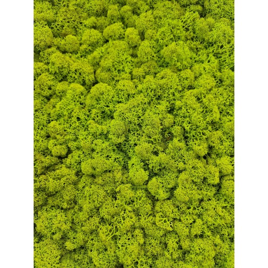 Scandinavian moss 500 grams forest green Premium