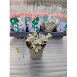  Ceropegia Variagated