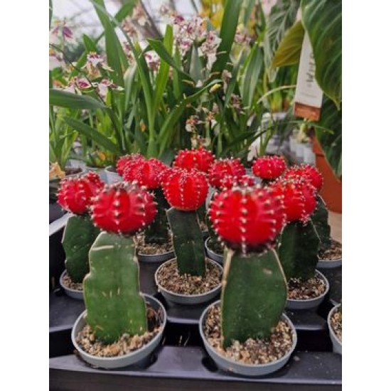 Red Japanese Cactus