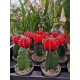 Red Japanese Cactus