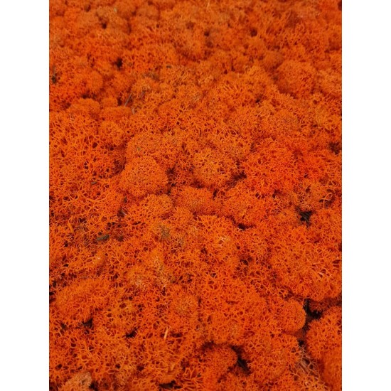 Scandinavian moss 500 grams Orange Premium