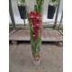 Оrhidea Cymbidium