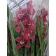 Оrhidea Cymbidium