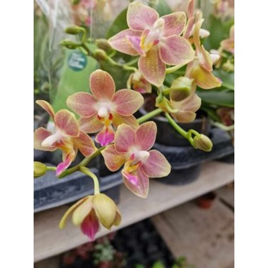 Orchid Asian Perfume