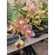 Orchid Asian Perfume