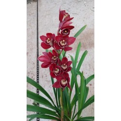 Оrhidea Cymbidium