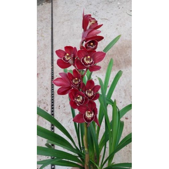 Оrhidea Cymbidium