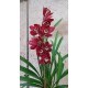 Оrhidea Cymbidium