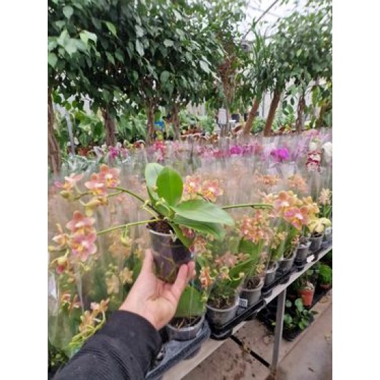 Orchid Asian Perfume