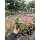 Orchid Asian Perfume