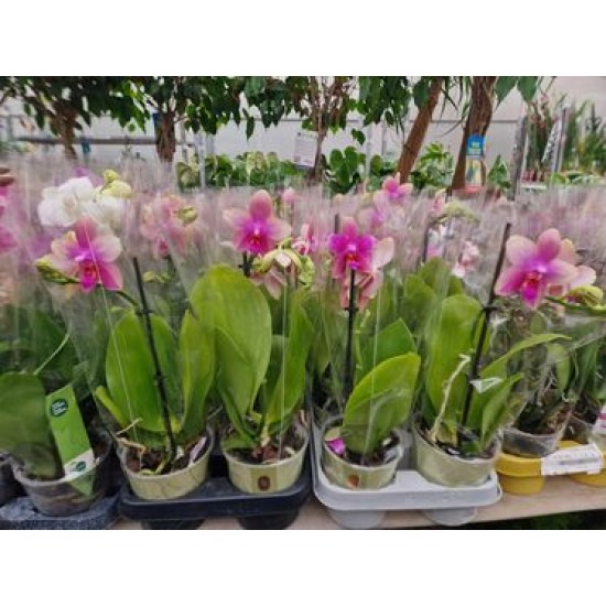 Orchid Phalaenopsis Liodoro