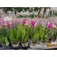 Orchid Phalaenopsis Liodoro