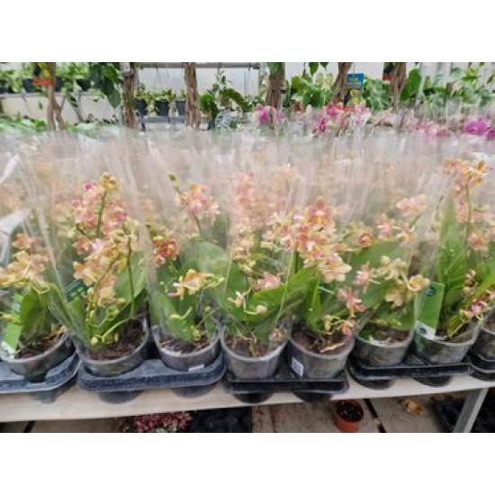 Orchid Asian Perfume