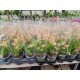 Orchid Asian Perfume