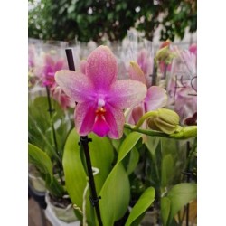 Orchid Phalaenopsis Liodoro
