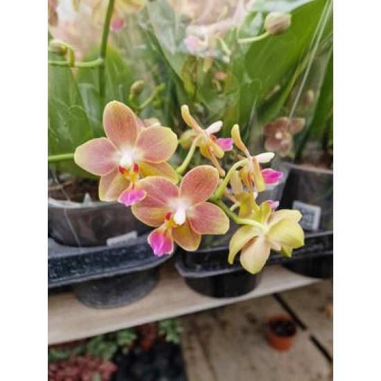 Orchid Asian Perfume