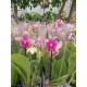 Orchid Phalaenopsis Liodoro