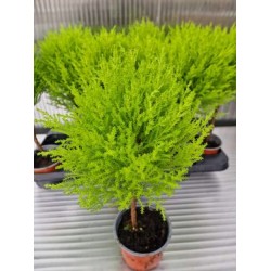 Лимонов Кипарис топка (cupressus macr goldcrest) Лимонов Кипарис топка (cupressus macr goldcrest)
