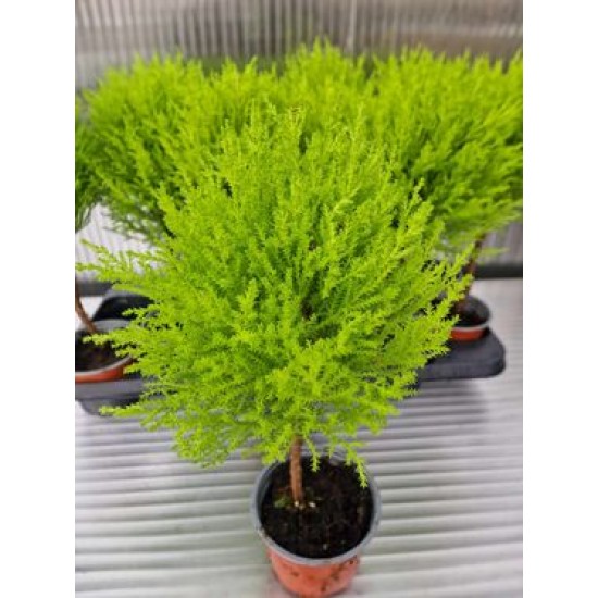 Лимонов Кипарис топка (cupressus macr goldcrest)