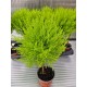 Лимонов Кипарис топка (cupressus macr goldcrest)
