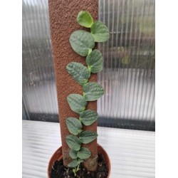 Рафидофора (Rhaphidophora Planten Green)