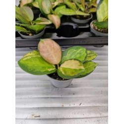 Хоя Carnosa Tricolor