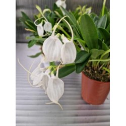 Орхидея  Masdevallia tovarensis
