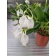 Орхидея  Masdevallia tovarensis