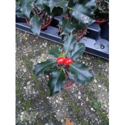 Бодливолистен джел (Ilex aquifolium) Бодливолистен джел (Ilex aquifolium)