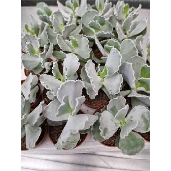 Cotyledon undulata