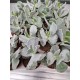 Cotyledon undulata
