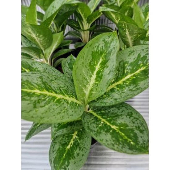 Аглоанема (Limon Mint)